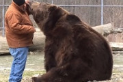 【クマ】可愛がるにはあまりにも大きすぎるヒグマと戯れ合うおじさんの映像。