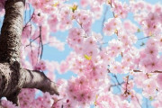 昔の人「街中に桜植えまくらなきゃ！（使命感）」