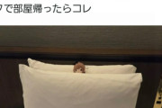 【悲報】ぬい活界隈、ホテルへの迷惑行為で炎上するｗｗ　いい歳した大人がやることかこれ？