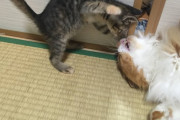 【殺人毛玉】元気いっぱいのちびねこ！