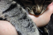 【画像】 ネコはもうすぐ生後半年だというのに主人の手を吸うのをやめない。このヘタレめ。 他【再】