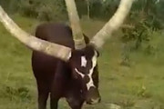 【画像】アフリカのウガンダで3本角の牛が見つかり聖なる牛か悪魔の使いかと話題に