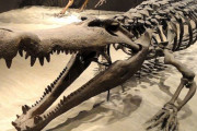 恐竜を餌にする「恐怖のクロコダイル」 路線バスの大きさだったことが判明
