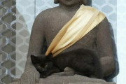 【ねこ画像】お祈り中のお坊さんにじゃれつく猫さん…ついついモフってしまいますねwww