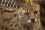 サーバルキャット、ついに捕獲される！ 施設から2キロ離れた場所で捕獲、やせ細る