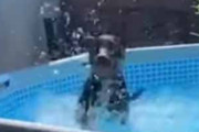 【イヌ】 今日は暑いので犬をプールに入れてみた。わ～い、ヒャッハー！ → このはしゃぎっぷりです…