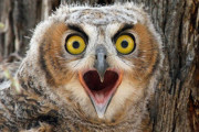 【画像】ミミズクの歩き方が可愛すぎるｗｗｗｗｗ