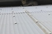猫が屋根に居着いてしまったんだが駆除方法教えてくれ（※画像あり）