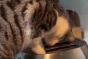 うちの猫がトースターを気にしていた。中にパンは入っていませんよ → すると…