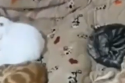 猫を飼うと言うことはこういうことさ。寝ようかなとベットに向かうと猫が・・・。海外の反応