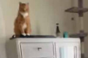 うちの猫がタンスの上にいた。私がベッドの上でオモチャを動かしてみる → 狙う猫はこうなった…