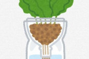 ペットボトルで野菜の水耕栽培はじめたいと思う