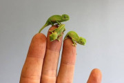 【画像】ワイの飼ってるカメレオンの赤ちゃん無事生まれる