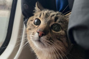 ウクライナのネットアイドル猫「ステパン」が無事国外脱出に成功！救助団体の手を借りて