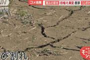 頼みの新米に異変　干上がる田んぼに…枯れ始める苗　コメ農家悲鳴「心折れそう」