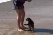 子イヌが海にやってきた。砂浜で飼い主の足にちょこんと座る → ファッ！？…