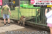 日テレがなんか言ってるけど、奈良のシカ報道どう思う？ｗｗｗ