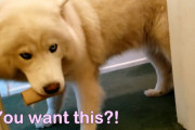 トイレットペーパーがない！助けを求める飼い主さんと、ボケをかまし続けるホワイトハスキー