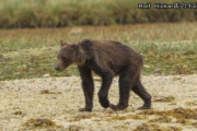 やせたかなしい姿のクマが見つかる餌のサケが遡上せず、多くのクマが栄養不足に |  やなせたかし  |  鮭が少ないせいか、たまに熊同士で喧嘩している