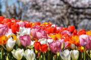 【画像】公園行ってきた！チューリップと桜のコラボ