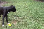 うちのイヌと庭で遊んでみた。２個のボールを投げてみる → 犬はこうなった…