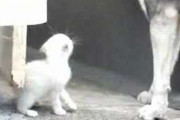 【動画】ハスキーとこねこ【再】