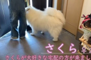 犬「待ってたワン！」→「帰っちゃったの……（しょぼん）」　配達員大好きなサモエドのビフォーアフターがかわいい