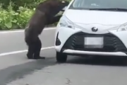 【北海道】ヒグマが車内のぞきこみ、ドライバーと一触即発　知床峠