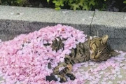 桜の花びらの下で寝てる日本の猫、素敵すぎると海外で話題に