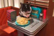 ノスタルジック感満載なミニチュアのアメリカンダイナーでハムスターが食事している姿にほっこり