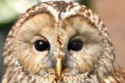 【画像多め】フクロウさんの可愛さ、反則級すぎるwwwww