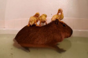 お風呂でチャプチャプ♪ アヒルと一緒にくつろぐカピバラの様子が最高に癒やされる