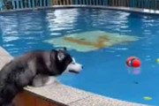 イヌのおもちゃがプールに浮いていた。もう少し！ → 犬、がんばります…