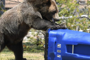 【面白gif】クマさん、ヒトに気づいてもらえないｗｗｗｗｗ