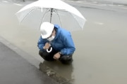 【鳥取】冠水した道路から溺れていたモグラを救出したレポーターの動画が人気に。