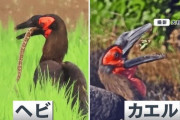 【画像】千葉で謎の巨大鳥が野生動物を食い荒らして問題に