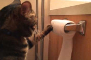 海外の動画だったと思うけど、トイレに勝手に入ってトイペをいじって遊ぶけど、途中から逆に回して元に戻す猫さん。【再】