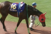 オークス馬ウメノファイバー老衰で死す……25歳