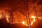 【聯合ニュース】韓国東部の大規模山火事　過去最大の被害に迫る勢い [3/8]  [昆虫図鑑★]