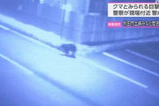 【スーパーに侵入したクマ】捕獲も秋田市には駆除に「かわいそう」と抗議の電話が…被害増大も止まぬ“同情論”