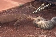 【動画】オーストラリアではネコがトカゲに食われてしまう事があるらしい。