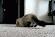 【ねこ画像】狩りの準備の動き、ぬいぐるみに紛れ込むねこ、ねこが明りを消す ほか【再】