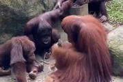 【動画】糞ガキオラウータン、父親からココナッツの割り方を教わる