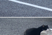 外国人「日本の駐車場ブロックを枕にする猫たちがカワイイ！」