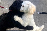 【奇跡】偶然出くわした2匹の犬が突然ギュっと抱き合う不思議→ 血の繋がった兄弟だったことが判明