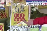 豊作なのに1玉800円「白菜がキャベツ超え」なぜ高騰！キャベツの代用で白菜に切り替えか  [1/21]