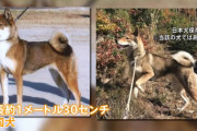 群馬県の犬１２人噛みつき事件、最悪の展開へ