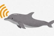 地球上で2番目に賢い生き物はイルカだという風潮