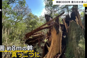 【悲報】屋久島の樹齢3000年「弥生杉」、台風10号で倒れる…