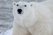 【画像】明らかに合成っぽい白熊が見つかる。お前らが想像する3倍は合成っぽい